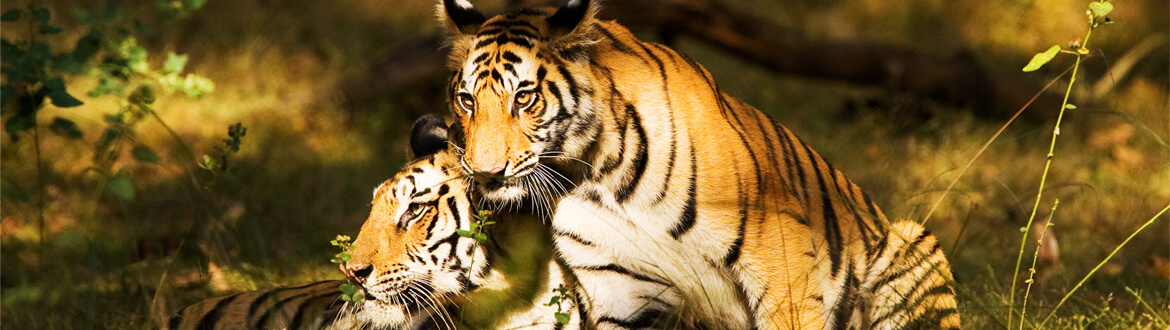 Wildlife in India, Holidays in India, Trip to India, Experience India, incredible India