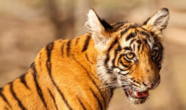 Luxury Tiger Safari India,  Tiger Safari India Holiday Tours, Tiger Safari Tours in India, Indian Wildlife Experience, India wildlife holidays in Asia