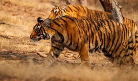 Tiger Safari & Heritage India,  Tiger Safari India Holiday Tours, Tiger Safari Tours in India, Indian Wildlife Experience, India wildlife holidays in Asia