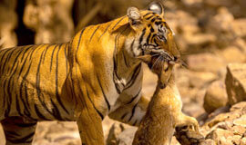 Tiger Safari India Tours,  Tiger Safari India Holiday Tours, Tiger Safari Tours in India, Indian Wildlife Experience, India wildlife holidays in Asia