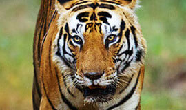 Birding & Tiger Safari India,  Tiger Safari India Holiday Tours, Tiger Safari Tours in India, Indian Wildlife Experience, India wildlife holidays in Asia