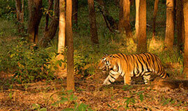 Tiger Safari India Tours,  Tiger Safari India Holiday Tours, Tiger Safari Tours in India, Indian Wildlife Experience, India wildlife holidays in Asia