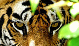 Tiger Safari India Tours,  Tiger Safari India Holiday Tours, Tiger Safari Tours in India, Indian Wildlife Experience, India wildlife holidays in Asia