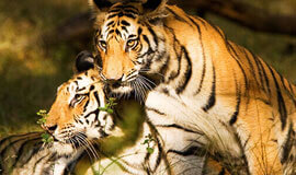  Tiger & Culture India,  Tiger Safari India Holiday Tours, Tiger Safari Tours in India, Indian Wildlife Experience, India wildlife holidays in Asia